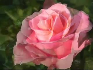 video поздравление с днем рождения нежная песня и красивые розы sex