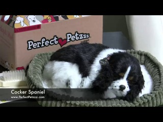 video perfect petzzz cocker spaniel sex