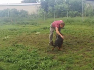 video balaris orso 4 month old 1st trainning sex