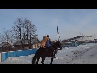 video молодые верхом на лошади или секс наездникdog riding a horse sex