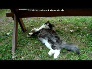 video котомания под музыку catz cats im a kitty cat and i meow meow meow ddd picrolla sex