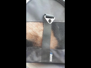 video котята прибыли на место назначения в город к новым хозяевам sex