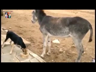 video ослик дал пизды собачке sex