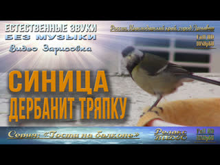 video синичка дербанит тряпку гости на балконе sex