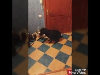 video зола любит натуральный корм лакомый кусочек sex