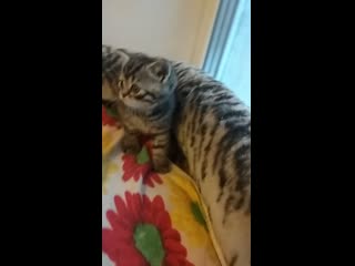video алиса передает приветик своей мамочке наталье кошечка в резерве sex