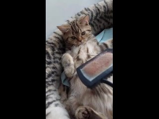 video котики оливер пантелей квелли и раймонд niffoldstar очень любят расчесывание sex