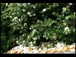 video смотреть всем слабонервным тварям шоб меньше выебывались ну и конечно поклонникам брутала кишок расчленения sex