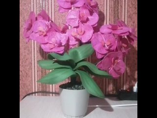 video nasima vid 1175561103 070131 340 mp4 sex
