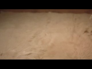 video carmen electra кармэн электра в фильме брачные игры земных обитателей 480p sex