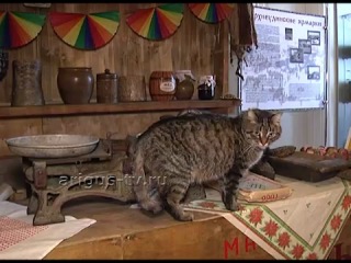 video ценный сотрудник в музее истории улан удэ отметили 18 летие работы кота самуэля sex