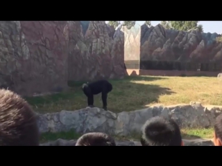 video пхеньян шимпанзе азалия курит и умеет пользоваться зажигалкой sex