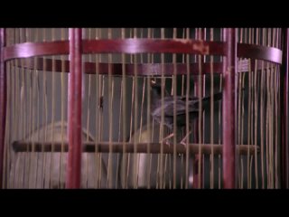 video непревзойдённый маэстро юмора адриано челентано балует нас антифашизмом sex