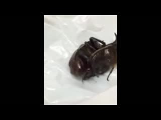 video поймали фашиста и чпокнули его в попу sex