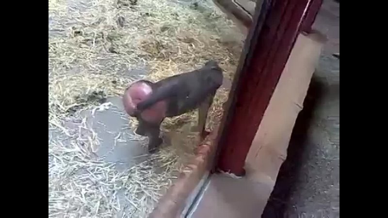 video обезьяна фистингуетклассная вычурная насмотрелась на улицезверимолодыеsex в мире секс18 sex
