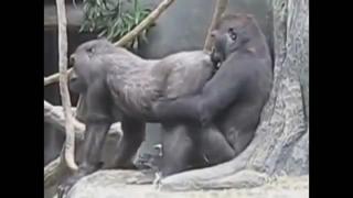 video секс игры обезьян секс как у людей sex