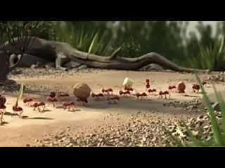 video pixar animation studios муравьиная история мульт пиксар немецкая реклама сплотченность молодые sex