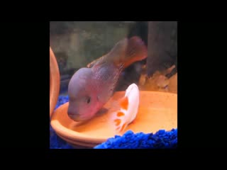 video breeding of vieja synspilum flowerhorn hybrid marble fenestratus cichlid hybri sex