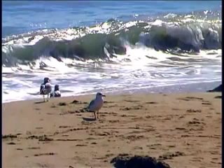 video big boob beach bangers фонтаны спермы на пляже 2002 часть 2 sex