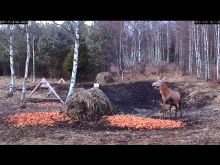 video эстония благородный олень любит молодую морковь потому и зрение отличное red dee likes young carrots sex