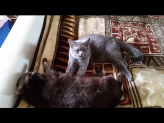 video внучка продолжает массаж бабушки но вдруг обнаруживает опасность за пределами кадра sex