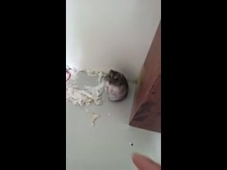 video чувак за кадром застрелил хомяка из пальца хомяк подыграл ему и притворился мёртвым sex