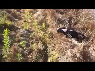 video springer spaniel multiple retrieves mp4 sex