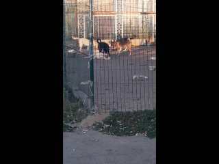 video папа с мальчиком приходят кормить молодые sex