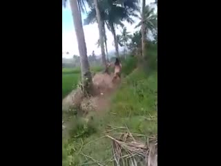 video malay naked creature caught fucking sex
