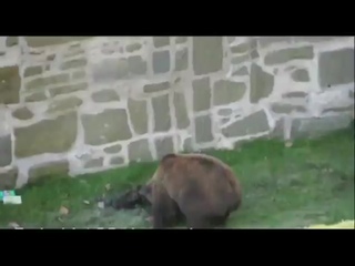 video это и есть порвать жопу sex