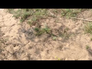 video эксгибиционист дрочит член при женщине на пляже разговор sex