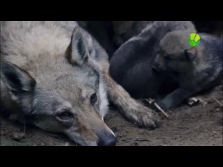 video bbc снежный волк зимняя сказка познавательный природа молодые флора фауна 2018 sex