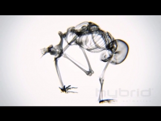 video занятия йогой в рентгеновских лучах hybr animation sex