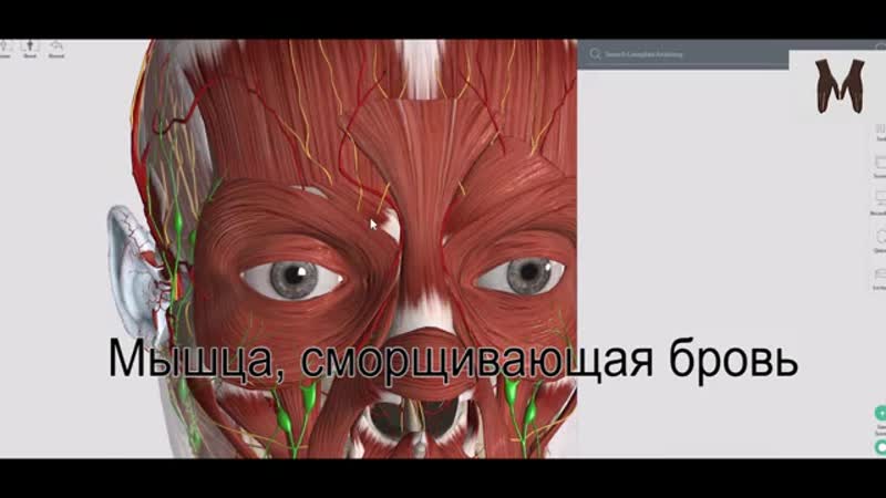 video мимические мышцы лица полезно для косметологов массажистов студентам медикам sex