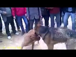 video собачьи бои питбуль vs немецкая овчарка sex
