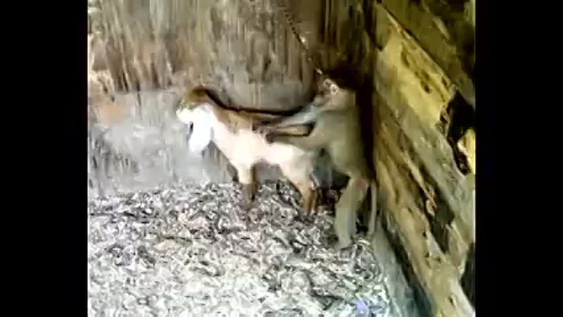 video носорог трахает человека sex