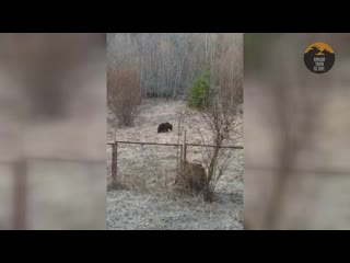 video молодой медведь мирно гуляет под окнами в ленобласти sex