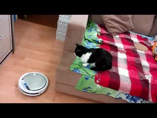 video ммм знакомятся с роботом пылесосом ч 2 sex