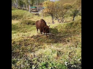 video vargine vid 37401124 092441 576 mp4 sex