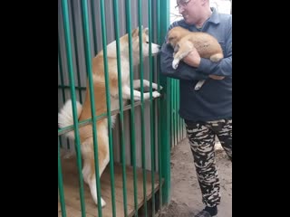 video амико знакомится со своей младшей сестричкой девочка хоши продается sex
