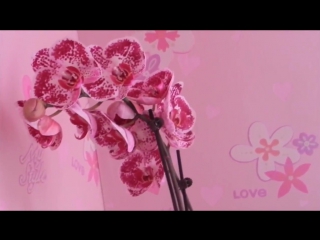 video на досуге как можно размножить домашние орхидеи orchidea sex