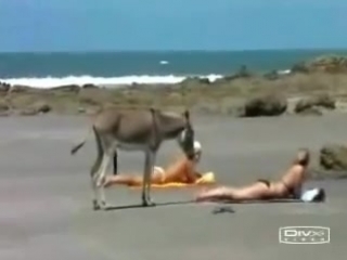 video ишак с длинной елдой напал на девок sex