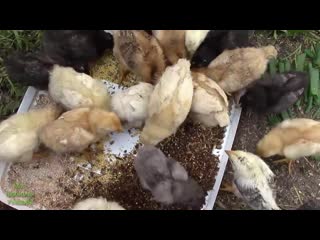 video кормление цыплят с первых часов жизни моя любимая усадьба sex