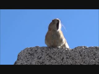 video пробы маленького зверька на роль фредди меркьюри богемская рапсодия прикол 720p mp4 sex