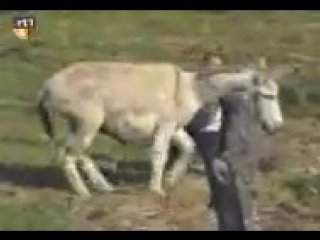 video demer видео от aian aian sex