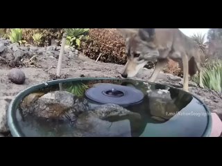 video мужчина заметил кролика пьющего воду из фонтана на его участке он установил камеру посмотреть кто ещё пользуется sex