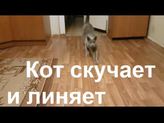 video 3068 кот скучает линяет почему выпадает шерсть метис голубой британский русский гладкошёрстный 18 лет sex