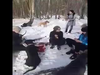 video идеальная прослушка электроошейник сила sex