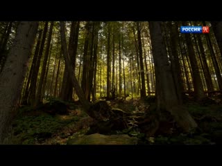 video рысь крупным планом фильм сигурда теша sex