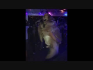 video девушка танцует в обнимку с хорошим мальчиком в клубе зажигает с молодые на дискотеке sex